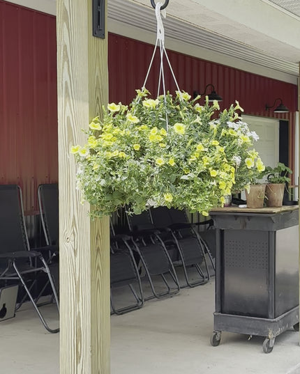 The Gregory Shepherd Hook Hook Gold Powder Coat Backplate Wall Mount Length 3" x 9" | Industrial Farm Co