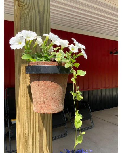 wall mounted metal plant pot holder Hudson Wall Planter Ring - Minimalist Steel Plant Holder
