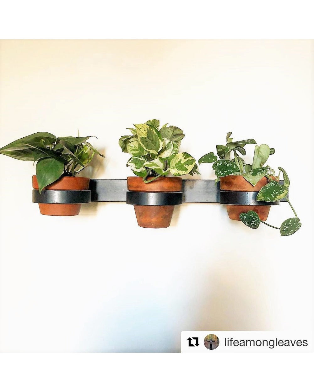 hanging planter wall mount Yonkers Steel Wall Planter - Horizontal Plant Holder