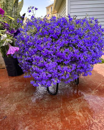 The Dorio Raised Planter