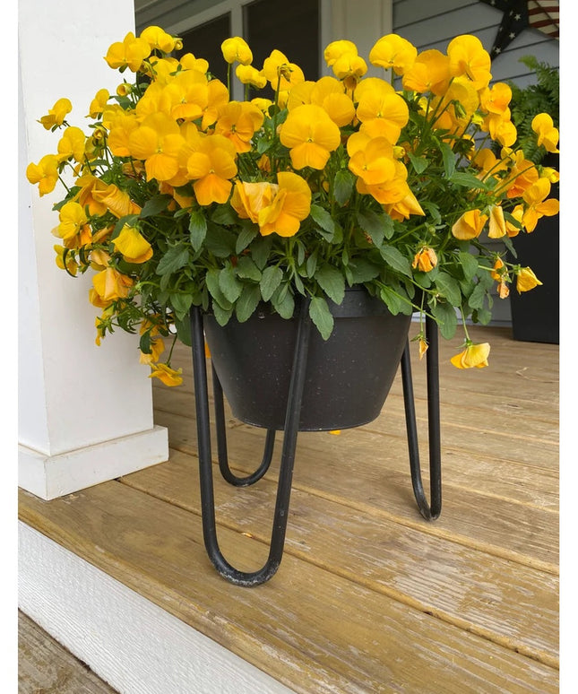 The Dorio Raised Planter by Industrial Farm Co with black metal hairpin legs holding potted yellow pansies on wooden deck