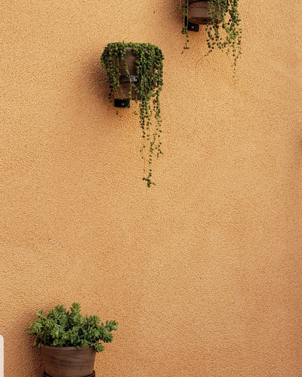 The Hudson Wall Planter Ring