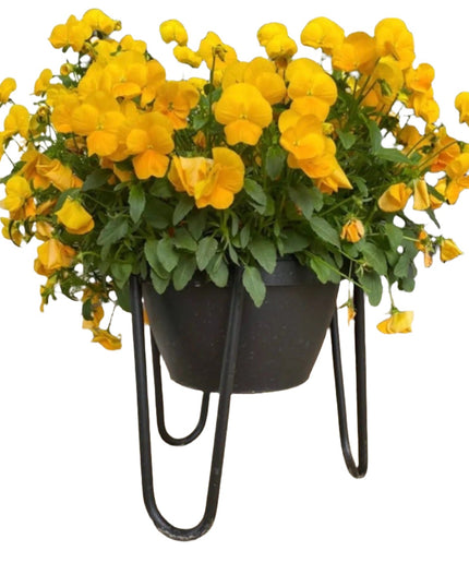 The Dorio Raised Planter Planter 6" Depth 8" Tall | Industrial Farm Co