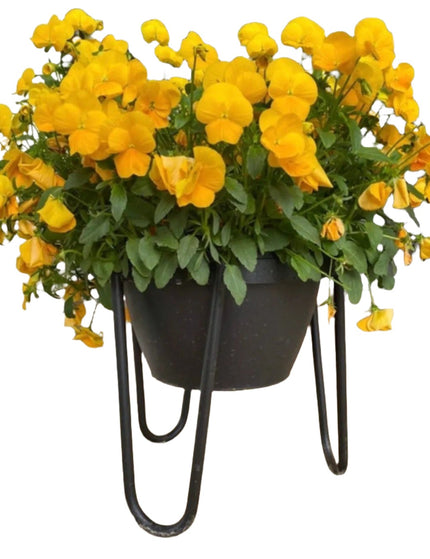 The Dorio Raised Planter Planter 6" Depth 8" Tall | Industrial Farm Co